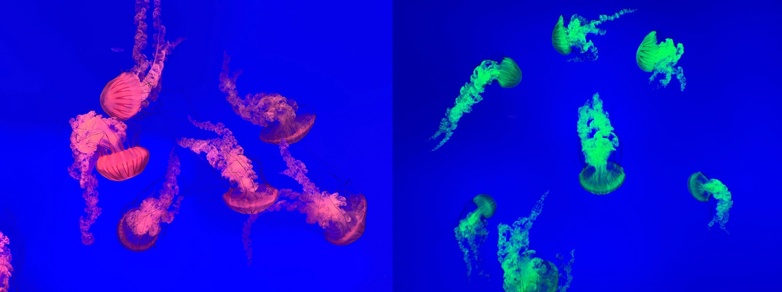 Dynamic lighting show off the bioluminescence of jellyfish.